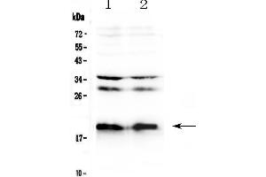 Western blot analysis of Neuropeptide S using anti-Neuropeptide S antibody . (NPS 抗体)