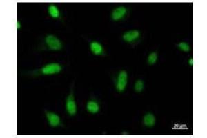 Immunostaining analysis in HeLa cells. (MYBL2 抗体)