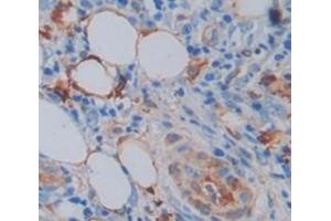 Used in DAB staining on fromalin fixed paraffin- embedded skin tissue (Annexin A9 抗体  (AA 1-345))