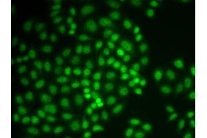 Immunofluorescence analysis of MCF-7 cell using PTPN6 antibody.