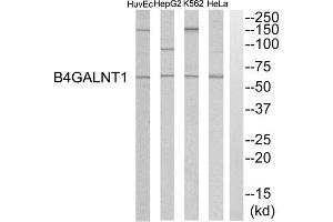Western blot analysis of extracts from HeLa cells, K562 cells, HepG2 cells and HuvEC cells, using B4GALNT1 antibody. (B4GALNT1 抗体  (Internal Region))