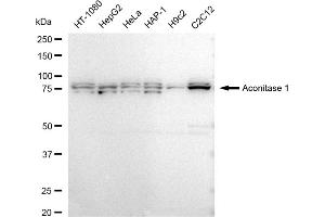 Western blotting analysis using Aconitase 1 antibody (ABIN7797449).