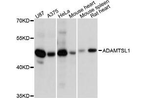 Western blot analysis of extracts of various cell lines, using ADAMTSL1 antibody. (ADAMTSL1 抗体)