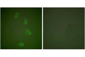 Immunofluorescence (IF) image for anti-DnaJ (Hsp40) Homolog, Subfamily B, Member 1 (DNAJB1) (AA 271-320) antibody (ABIN1533312)