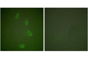 Immunofluorescence analysis of NIH-3T3 cells, using HSP40 Antibody. (DNAJB1 抗体  (AA 271-320))