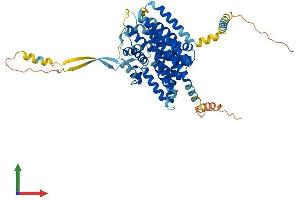 Protein Structure (PS) image for Solute Carrier Family 1 (High Affinity Aspartate/glutamate Transporter), Member 6 (SLC1A6) (AA 1-561) protein (His tag) (ABIN7562334)