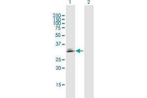 Western Blot analysis of CDC42EP3 expression in transfected 293T cell line by CDC42EP3 MaxPab polyclonal antibody.