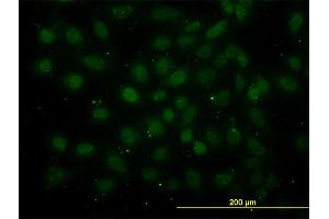 Immunofluorescence (IF) image for anti-GA Binding Protein Transcription Factor, alpha Subunit 60kDa (GABPA) (AA 1-100) antibody (ABIN515887)