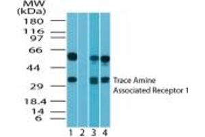 Image no. 1 for anti-Trace Amine Associated Receptor 1 (TAAR1) (AA 200-230) antibody (ABIN207709) (TAAR1 抗体  (AA 200-230))