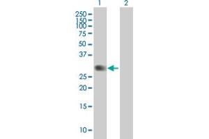 Western Blot analysis of PVRIG expression in transfected 293T cell line by PVRIG MaxPab polyclonal antibody. (PVRIG 抗体  (AA 38-326))