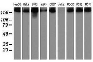 Image no. 2 for anti-Ubiquitin Specific Peptidase 9, X-Linked (USP9X) (AA 2246-2570) antibody (ABIN1491229) (USP9X 抗体  (AA 2246-2570))