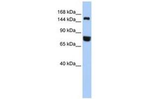 Image no. 1 for anti-Early Endosome Antigen 1 (EEA1) (AA 1188-1237) antibody (ABIN6744246) (EEA1 抗体  (AA 1188-1237))