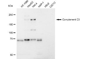 Western blotting analysis using Complement C3 antibody (ABIN7798140).