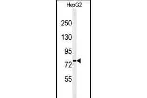 Western blot analysis of YMEL1 Antibody (N-term) (ABIN651076 and ABIN2840062) in HepG2 cell line lysates (35 μg/lane). (YME1L1 抗体  (N-Term))