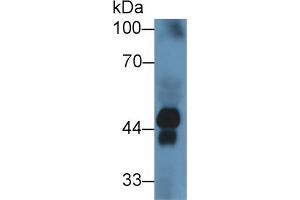 Rabbit Capture antibody from the kit in WB with Positive Control: Sample Human serum. (Haptoglobin ELISA 试剂盒)