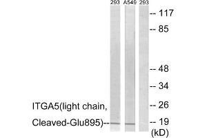 Western blot analysis of extracts from 293 cells treated with etoposide (25uM, 1hour) and A549 cells treated with etoposide (25uM, 1hour), using ITGA5 (light chain, Cleaved-Glu895) antibody. (ITGA5 抗体  (Cleaved-Glu895))