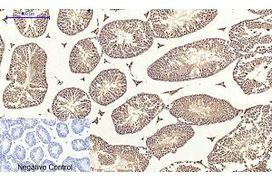 Immunohistochemical analysis of paraffin-embedded mouse testis tissue. (Claudin 5 抗体  (AA 140-220))