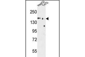 GLG1 Antibody (C-term) (ABIN653796 and ABIN2843078) western blot analysis in HepG2,T47D cell line lysates (35 μg/lane). (GLG1 抗体  (C-Term))