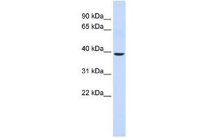 Western Blotting (WB) image for anti-Chromosome 2 Open Reading Frame 60 (C2orf60) antibody (ABIN2459471) (C2orf60 抗体)
