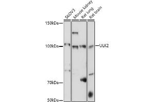 Western blot analysis of extracts of various cell lines, using ULK2 antibody (ABIN7271221) at 1:1000 dilution. (ULK2 抗体  (AA 1-100))