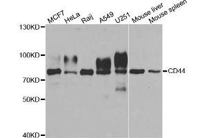 Western blot analysis of extracts of various cell lines, using CD44 antibody. (CD44 抗体)