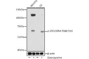 Western blot analysis of extracts of various cell lines, using Phospho-STK3/STK4-T180/T183 Rabbit pAb (ABIN7270599) at 1:1000 dilution. (STK3,STK4 (pThr180), (pThr183) 抗体)