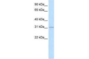 Western Blotting (WB) image for anti-Homeobox D3 (HOXD3) antibody (ABIN2461470) (HOXD3 抗体)