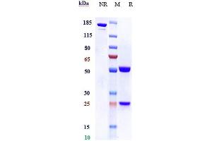 Anti-FGF19 Reference Antibody (1A6) on SDS-PAGE under reducing (R) condition.