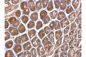 IHC-P Image VAM1 antibody [N1], N-term detects VAM1 protein at on mouse intestine by immunohistochemical analysis.