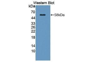 Western Blotting (WB) image for anti-Kallikrein 1 (KLK1) (AA 27-261) antibody (ABIN3207469) (Kallikrein 1 抗体  (AA 27-261))