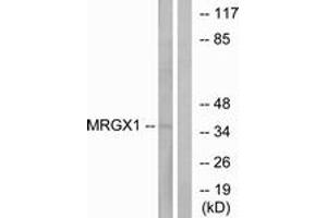 Western Blotting (WB) image for anti-MAS-Related GPR, Member X1 (MRGPRX1) (AA 271-320) antibody (ABIN2890899) (MRGPRX1 抗体  (AA 271-320))