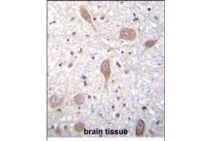 VSGP/F-spondin Antibody (N-term) (ABIN656347 and ABIN2845646) immunohistochemistry analysis in formalin fixed and paraffin embedded human brain tissue followed by peroxidase conjugation of the secondary antibody and DAB staining. (SPON1 抗体  (N-Term))