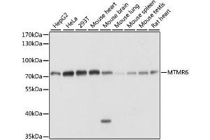 Western blot analysis of extracts of various cell lines, using MTMR6 antibody. (MTMR6 抗体)
