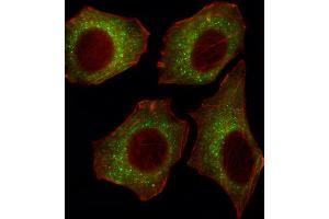 Fluorescent image of U251 cell stained with CACNA2D2 Antibody . (CACNA2D2 抗体  (AA 643-671))