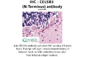 Image no. 1 for anti-Cadherin EGF LAG Seven Pass G-Type Receptor 3 (CELSR3) (Extracellular Domain), (N-Term) antibody (ABIN1732977) (CELSR3 抗体  (Extracellular Domain, N-Term))