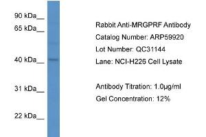 Western Blotting (WB) image for anti-MAS-Related GPR, Member F (Mrgprf) (C-Term) antibody (ABIN2788261) (Mrgprf 抗体  (C-Term))