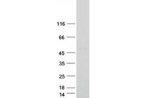 LASS4 Protein (Myc-DYKDDDDK Tag)