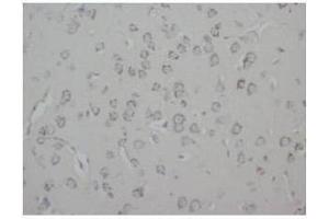 Immunohistochemical analysis of Paraffin-Embedded Rat Tissue Brain Sections using GAP43 antibody (GAP43 抗体  (C-Term))
