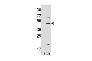 Western blot analysis of ATOH1 (arrow) using rabbit polyclonal ATOH1 Antibody (C-term) (ABIN389150 and ABIN2839319). (ATOH1 抗体  (C-Term))