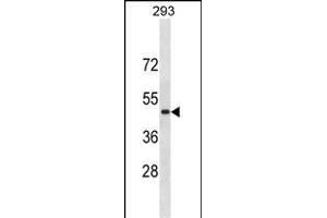 RN Antibody (C-term) (ABIN1881754 and ABIN2838366) western blot analysis in 293 cell line lysates (35 μg/lane). (RNF135 抗体  (C-Term))