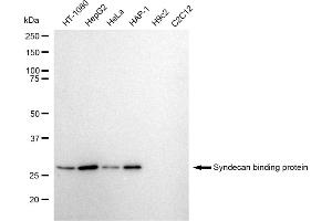 Western blotting analysis using Syndecan binding protein antibody (ABIN7800491).
