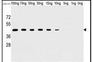 Western blot analysis of anti-H1L Mab (SG071115B) in recombinant pGEX-H1L protein. (Tyr/ser Protein Phosphatase 抗体)