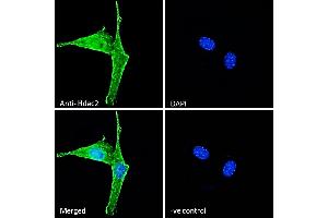 (ABIN6391348) Immunofluorescence analysis of paraformaldehyde fixed NIH3T3 cells, permeabilized with 0. (HDAC2 抗体  (Internal Region))
