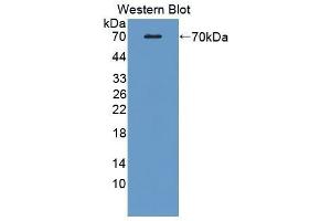 Western Blotting (WB) image for anti-CD5 Molecule-Like (CD5L) (AA 22-352) antibody (ABIN3202376) (CD5L 抗体  (AA 22-352))