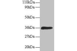 Western blot All lanes: ATP6V1E1 antibody at 2 μg/mL + 293T whole cell lysate Secondary Goat polyclonal to rabbit IgG at 1/15000 dilution Predicted band size: 27, 24, 23 kDa Observed band size: 36 kDa (ATP6V1E1 抗体  (AA 2-224))