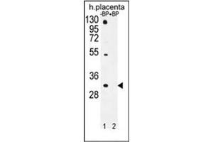 Western blot analysis of OR1D5 Antibody (C-term) Cat. (OR1D5 抗体  (C-Term))