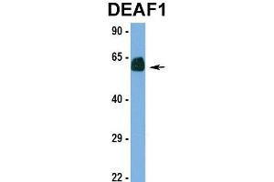 Hum. (DEAF1 抗体  (N-Term))
