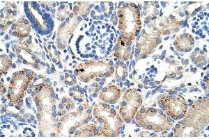 Rabbit Anti-MUC1 Antibody ,Paraffin Embedded Tissue: Human Kidney  Cellular Data: Epithelial cells of renal tubule  Antibody Concentration: 4. (MUC1 抗体  (C-Term))