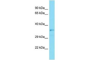 Host:  Rabbit  Target Name:  Lhx9  Sample Type:  Mouse Kidney lysates  Antibody Dilution:  1. (LHX9 抗体  (C-Term))