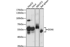Western blot analysis of extracts of various cell lines, using DDX6 antibody (ABIN7266704) at 1:1000 dilution.